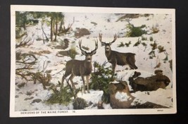 Denizens of the Maine Forest Vintage WB PC Deer in the Woods Posted 1927 - £11.17 GBP