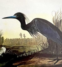 Little Blue Heron Bird 1950 Lithograph Print Audubon Nature First Editio... - $29.99