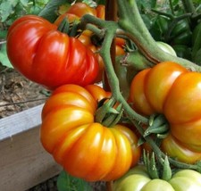 FA Store 30 Seeds Tomato Cuostralee Ribbed Beefsteak Indeterminate Heirloom - £7.93 GBP