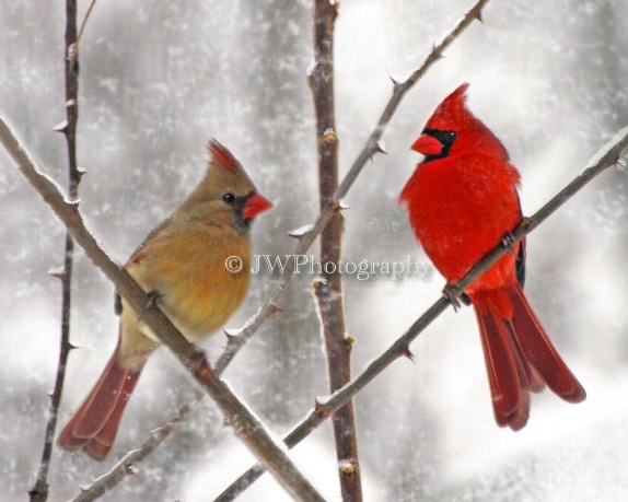 Cardinals Male & Female Pair Birds Winter Ice & Snow, 8x10 Original Art Print - $18.00