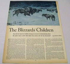 1950 Magazine Picture American Buffalo &amp; Wolf in Blizzard Drawn by Matt ... - £8.26 GBP