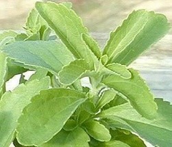 50 Pcs Stevia Sweetleaf Seeds #MNSB - £11.78 GBP