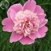 Peony Pink Petals Crested 3-layer outer Light Seeds - $10.60