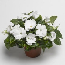 USA SELLER Mpb#4 Impatiens Seeds 25 Seeds New Guinea Florific White - £16.19 GBP