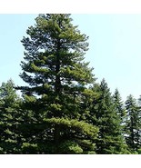 Pinus Peuce Macedonian Pine Live Plant 12 Inch Tall 1 Gallon Pot Plant G... - $188.93 CAD