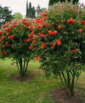 100 Crimson Bottle Brush Red Flowering Tree Seeds Callistemon Citrinus F... - $8.89