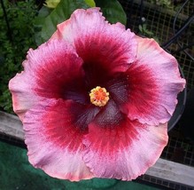 10 Seeds Rare Dark Pink Hibiscus Seeds Hardy Perennia Flower Garden Exotic Seed - £23.65 GBP