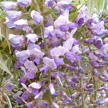 5 Kokuryu Wisteria Seeds Vine Climbing Flower Perennial Seed 993 - £6.61 GBP