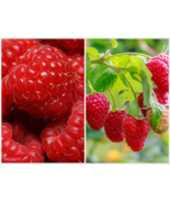 1 Live Plant Cascade Delight Raspberry - fully rooted - Sweet Firm Berries - $34.90