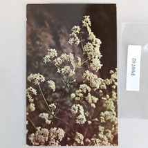 Northern Bedstraw Flower Alaska Vintage 1960s Postcard Dedman&#39;s Photo Shop - $6.88