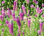 500 Seeds Purple Prairie Clover Seeds Wildflower Nitrogen Fixing Drought... - $8.99