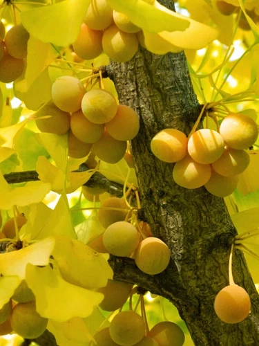 New Ginkgo Biloba Tree 8 Seeds Hardy Supplement Herb Bonsai Maidenhair F... - $12.80