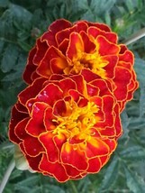 GIB 25 Seeds Easy To Grow Red Marigold Flowers - £7.03 GBP