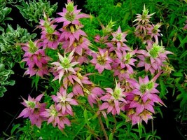 300 Seeds Spotted Bee Balm Native Wildflower - £13.39 GBP