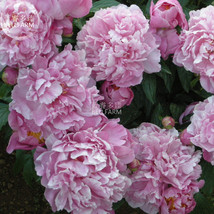 Purplish Pink Peony Light Seeds - $10.79