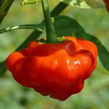 New Red Mushroom Pepper Seeds Hot Organic Fresh USA Garden - $6.50