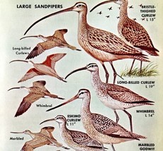 Large Sandpipers Shore Birds Varieties 1966 Color Art Print Nature ADBN1s - £15.72 GBP