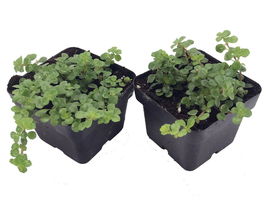 2 Plants 3" Pots - Large Leaf Baby Tears/Jobes Tears/Tiny Tears - Pilea depressa - £43.57 GBP