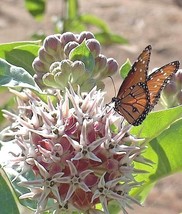 100+ Showy Milkweed Flower Seeds - $21.85