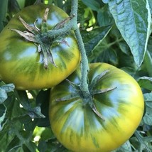 Green Cherokee Tomato Seeds | Heirloom Tomatoes | Beefsteak FRESH - £9.35 GBP