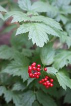 20 Seeds Baneberry Red Pre-Stratified - £7.81 GBP