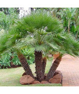 Chamaerops humilis European Fan Palm Mediterranean Fan Palm seeds 5 - £4.95 GBP