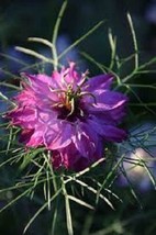 50+ Nigella Persian Mulberry Rose Love In The Mist Flower Seeds Reseeding - £7.75 GBP