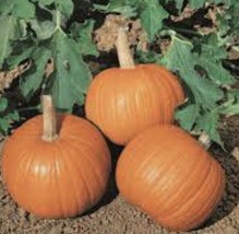 5 Seeds Small Sugar Pumpkin Quick Bloom Boosters - £6.94 GBP