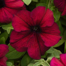 200 Burgundy Petunia Dark Red Flowers Garden Seeds Planting Perennial - $13.75