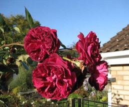 5 Burgundy Climbing Rose Red Rosa Bush Vine Climber Fragrant Flower Seed... - $8.35