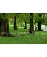 Dawn Redwood (Metasequoia) Live Potted Tree - 20&quot; -30&quot; Tall - £23.99 GBP