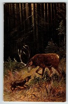 Postcard Deer &amp; Hunting Dog In Woods Rustic Nature Signed Muller HKM 252 Germany - £23.65 GBP