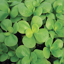 Green Purslane Seeds 500+ Portulaca Olerace Sativa Herb Edible Duckweed  From US - £5.56 GBP