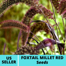 35Pcs Foxtail Millet Red Jewel Ornamental Grass Seeds Setaria italica Seed - $18.75