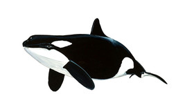 Killer Whale Vinyl Sticker Decal Orca Home Office Kitchen Dorm Wall Art Tablet - £5.55 GBP+
