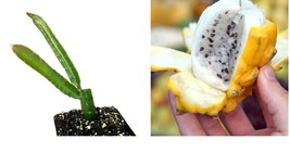 Live Plant Yellow Dragon Fruit - Selenicereus megalanthus - Live Plant - £43.85 GBP