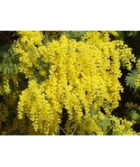 SEPTH Acacia Dealbata Tree Shrub 1000 Seeds Silver Wattle Mimosa Fragran... - $72.87