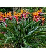 25 Bird Of Paradise Seeds Strelitzia Reginae Beautiful Colorful Flower P... - $27.01 CAD