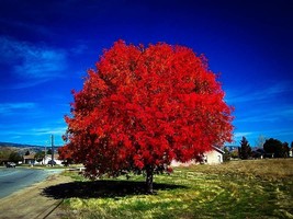 Autumn Blaze Red Maple Tree, clearly superior tree, 20 Seeds - £8.83 GBP