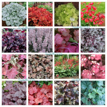 LWSTORE 1200 Mixed Colors Coral Bells Heuchera Shade Flower Seeds * USPS Shippin - $10.06