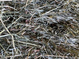 10 LBS. Orchard Grass Hay Rabbits, Guinea pigs, Chinchillas, Goat, horse - £17.11 GBP