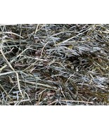 10 LBS. Orchard Grass Hay Rabbits, Guinea pigs, Chinchillas, Goat, horse - £17.40 GBP