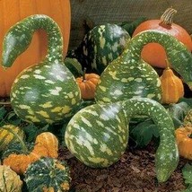 Speckled Swan Gourd Lagenaria Siceraria, 10 Seeds - $10.29