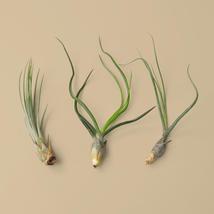 3 Large Tillandsia Air Plant Variety Pack - $13.99