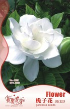 Seedsia Jasminoides Cape Jasmine Seeds 28 Seeds Strong Fragrant Danh Danh Jasmin - $11.98