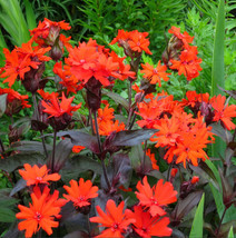 Arkwright’S Campion Vesuvius Hummingbird Plant Red Tubular Flowers 100 Seeds - £8.20 GBP