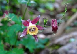 FRESH Aquilegia Oxysepala - Oriental Columbine Seed - £6.55 GBP