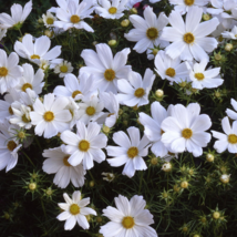 50 White Purity Cosmos Flower Seeds Non-GMO - £5.38 GBP