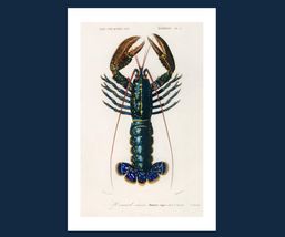 Blue Lobster Charles d&#39;Orbigny Art Poster Print 12 x 18 in - £15.01 GBP