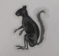 Squirrel X-Ray Transparent Sticker 2.25&quot; x 1.75&quot; (P) - $1.64